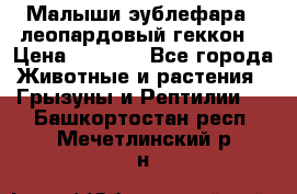 Малыши эублефара ( леопардовый геккон) › Цена ­ 1 500 - Все города Животные и растения » Грызуны и Рептилии   . Башкортостан респ.,Мечетлинский р-н